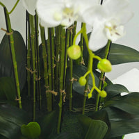 Artificial Orchid Plant Real Touch With Moss Base And Leaves