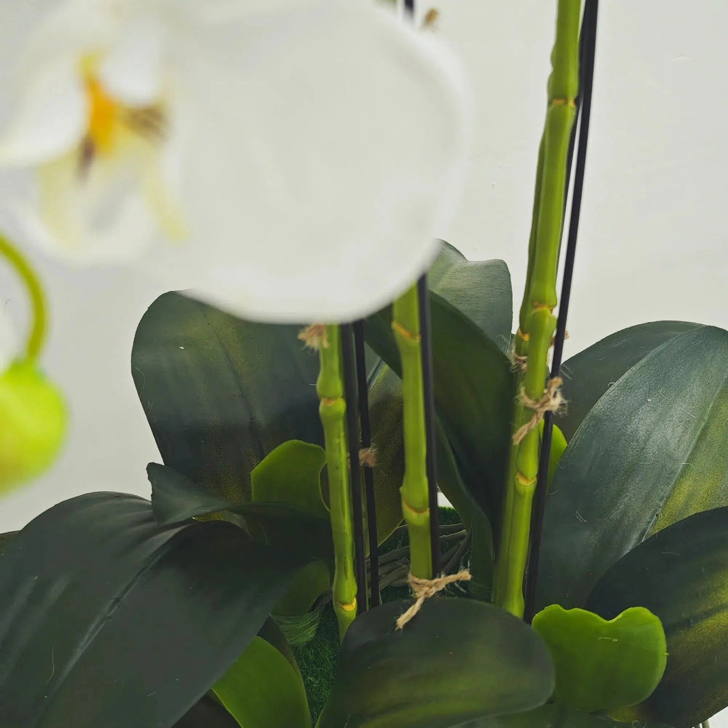 White orchid in Glass Pot - 5 Stems