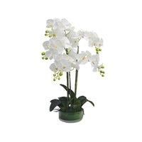 White orchid in Glass Pot - 5 Stems