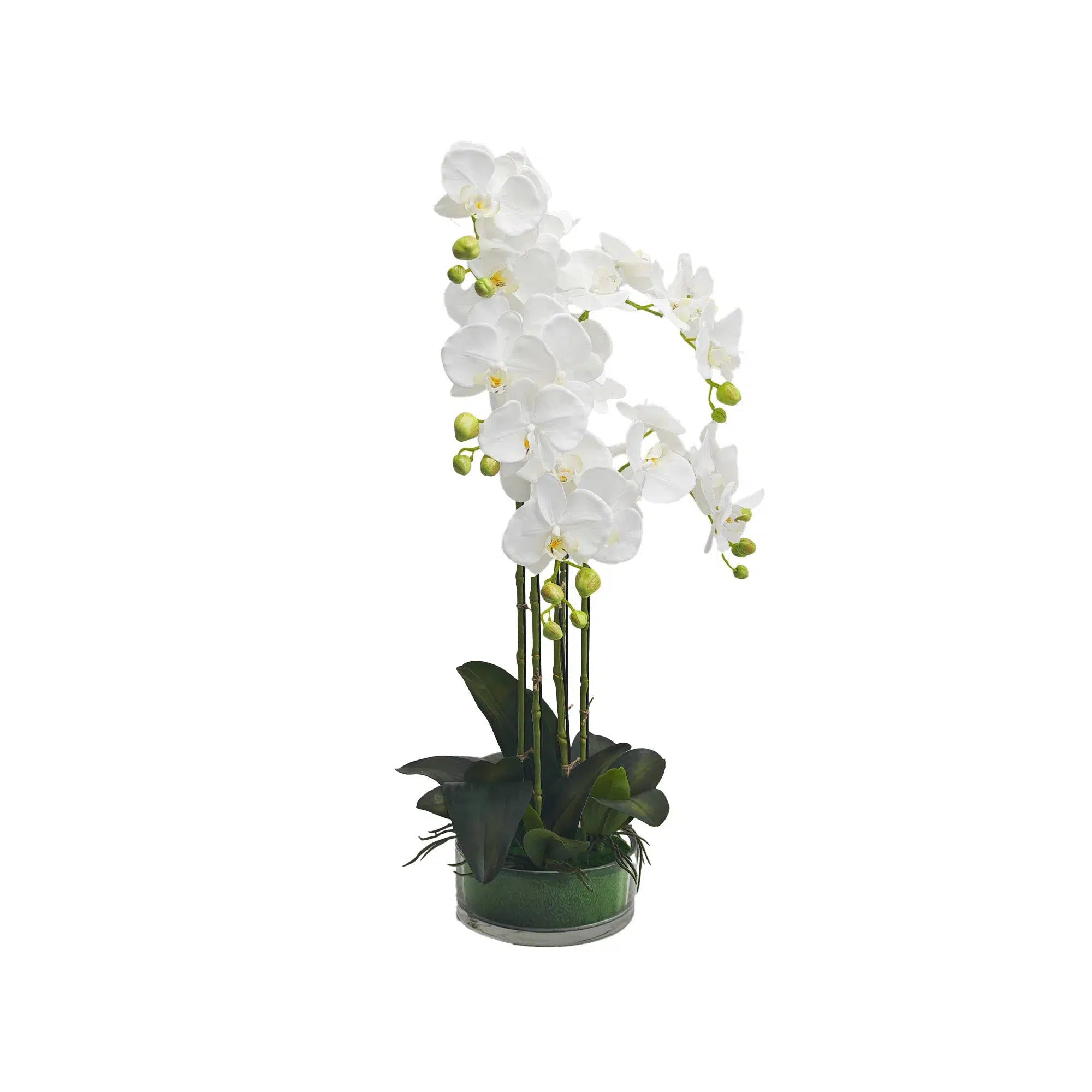 White orchid in Glass Pot - 5 Stems