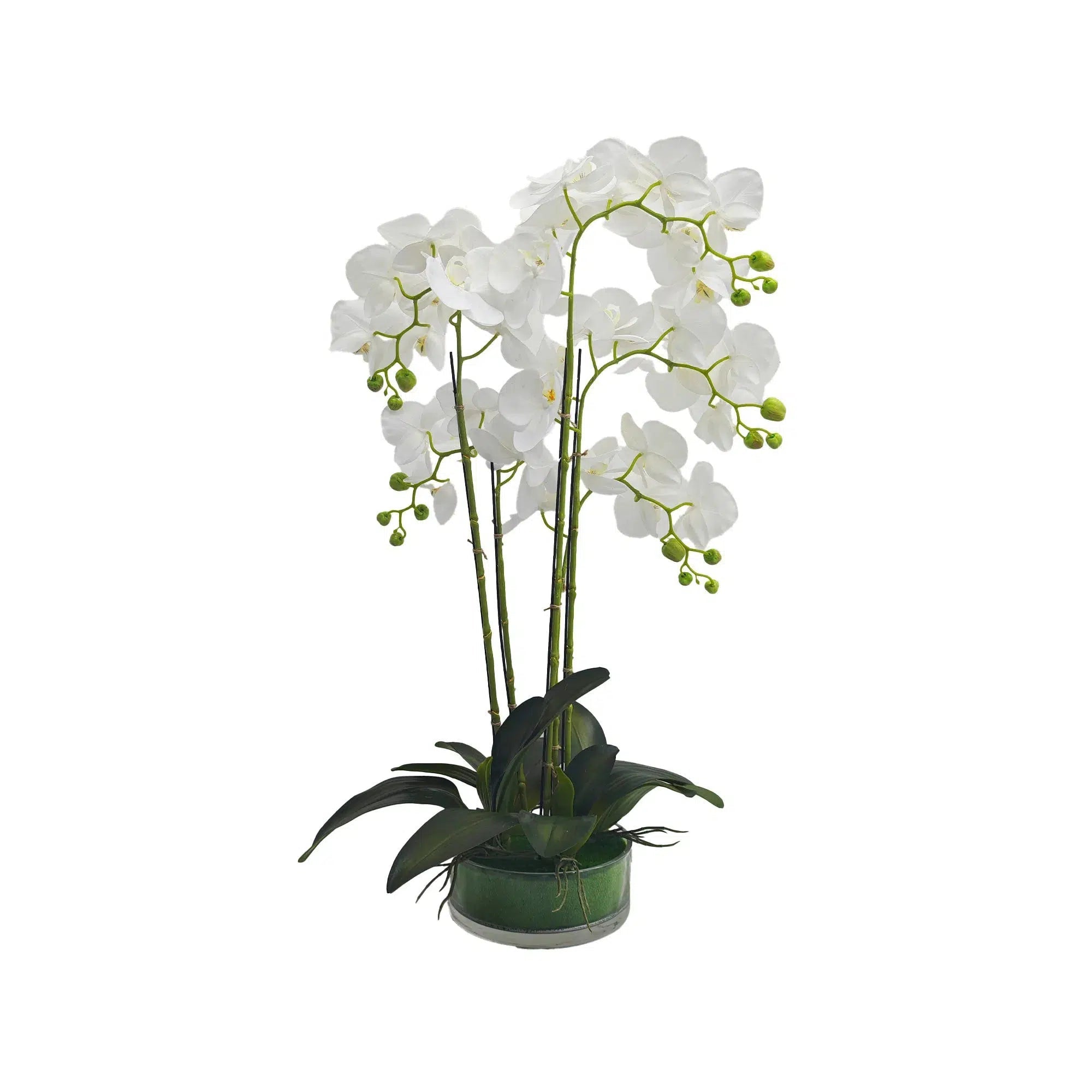 White orchid in Glass Pot - 5 Stems