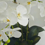 White orchid in Glass Pot - 5 Stems