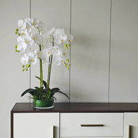 White orchid in Glass Pot - 5 Stems