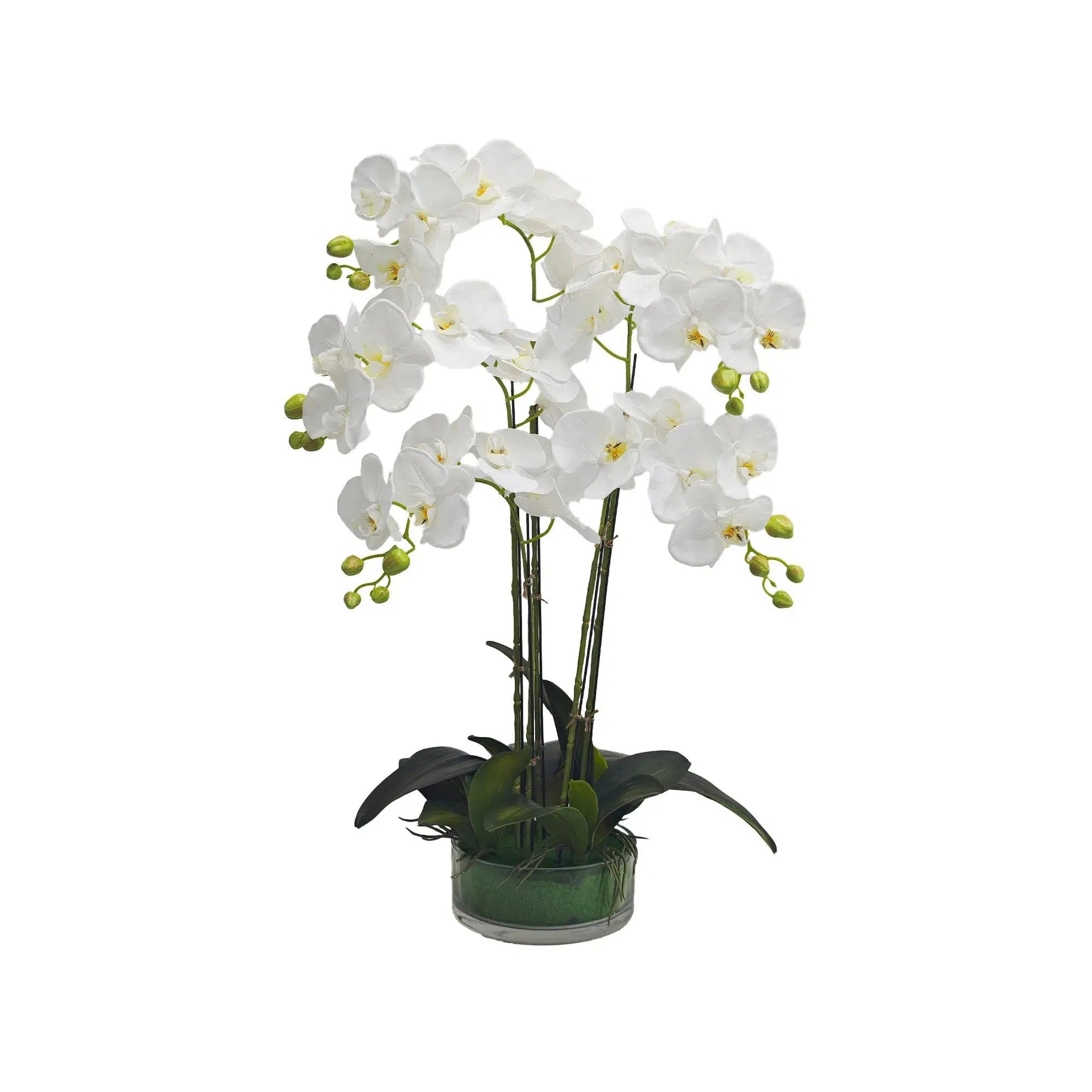 White orchid in Glass Pot - 5 Stems