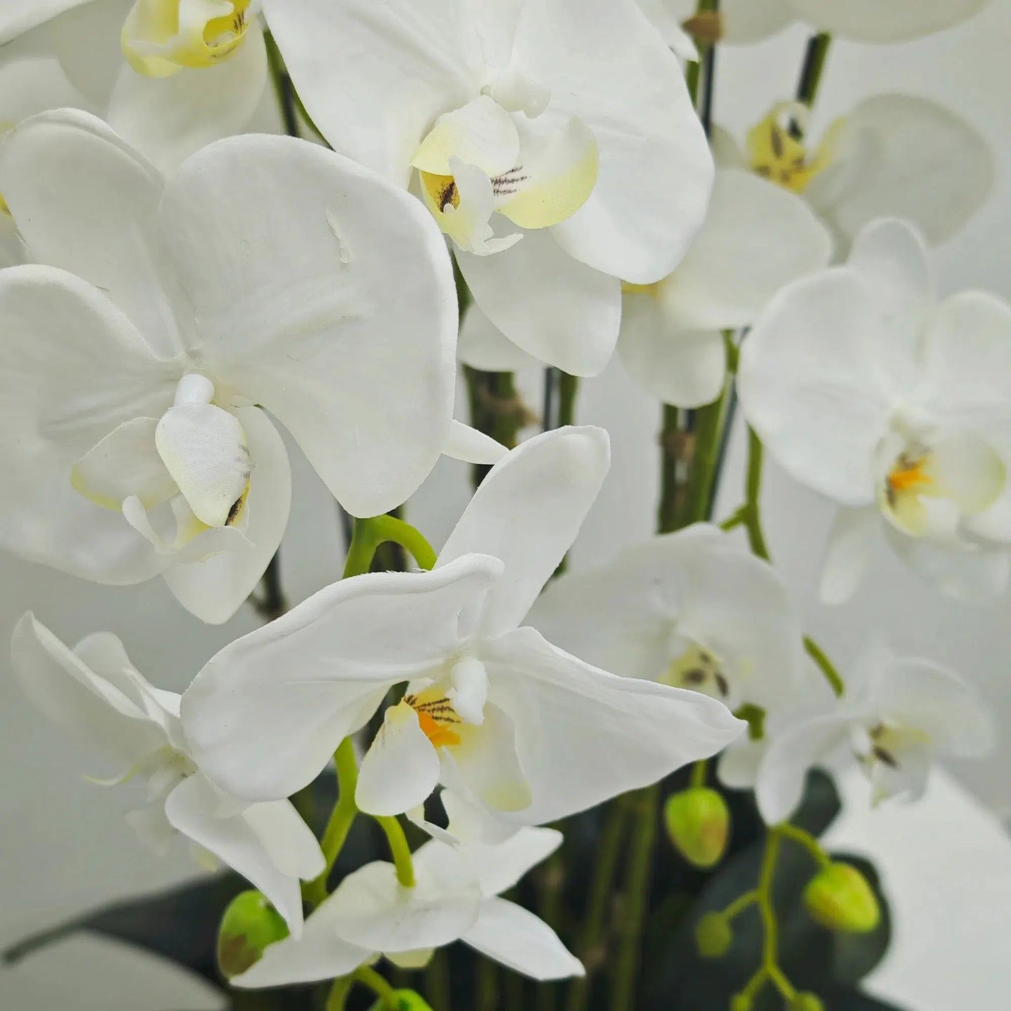 White orchid in Light Grey Ceramic Pot - 12 Stems