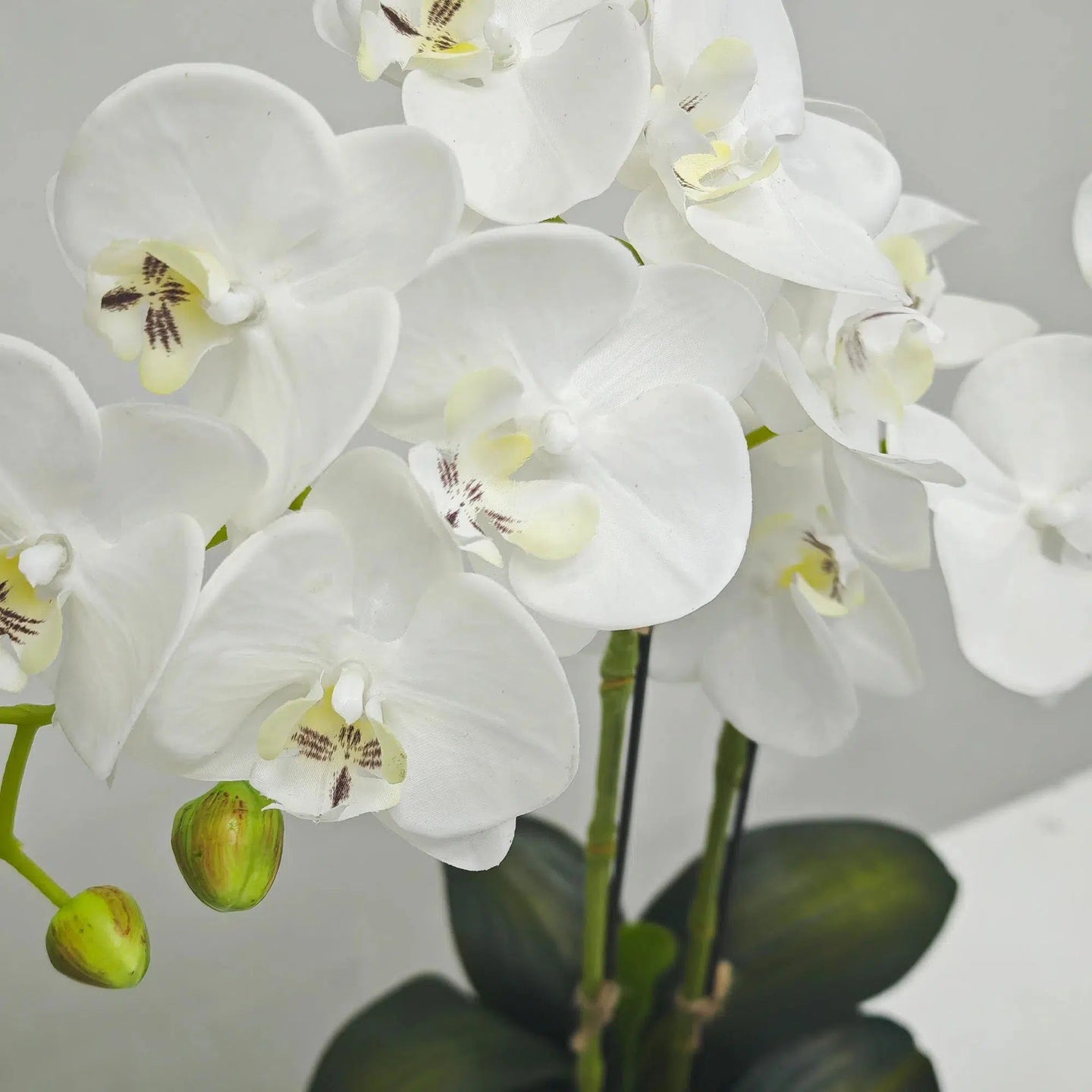 White orchid in Silver Ceramic Pot - 2 Stems