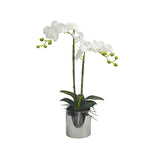 White orchid in Silver Ceramic Pot - 2 Stems