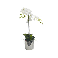 White orchid in Silver Ceramic Pot - 2 Stems