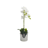 White orchid in Silver Ceramic Pot - 2 Stems