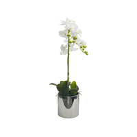 White orchid in Silver Ceramic Pot - 2 Stems