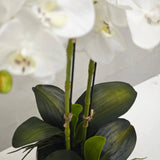 White orchid in Silver Ceramic Pot - 2 Stems