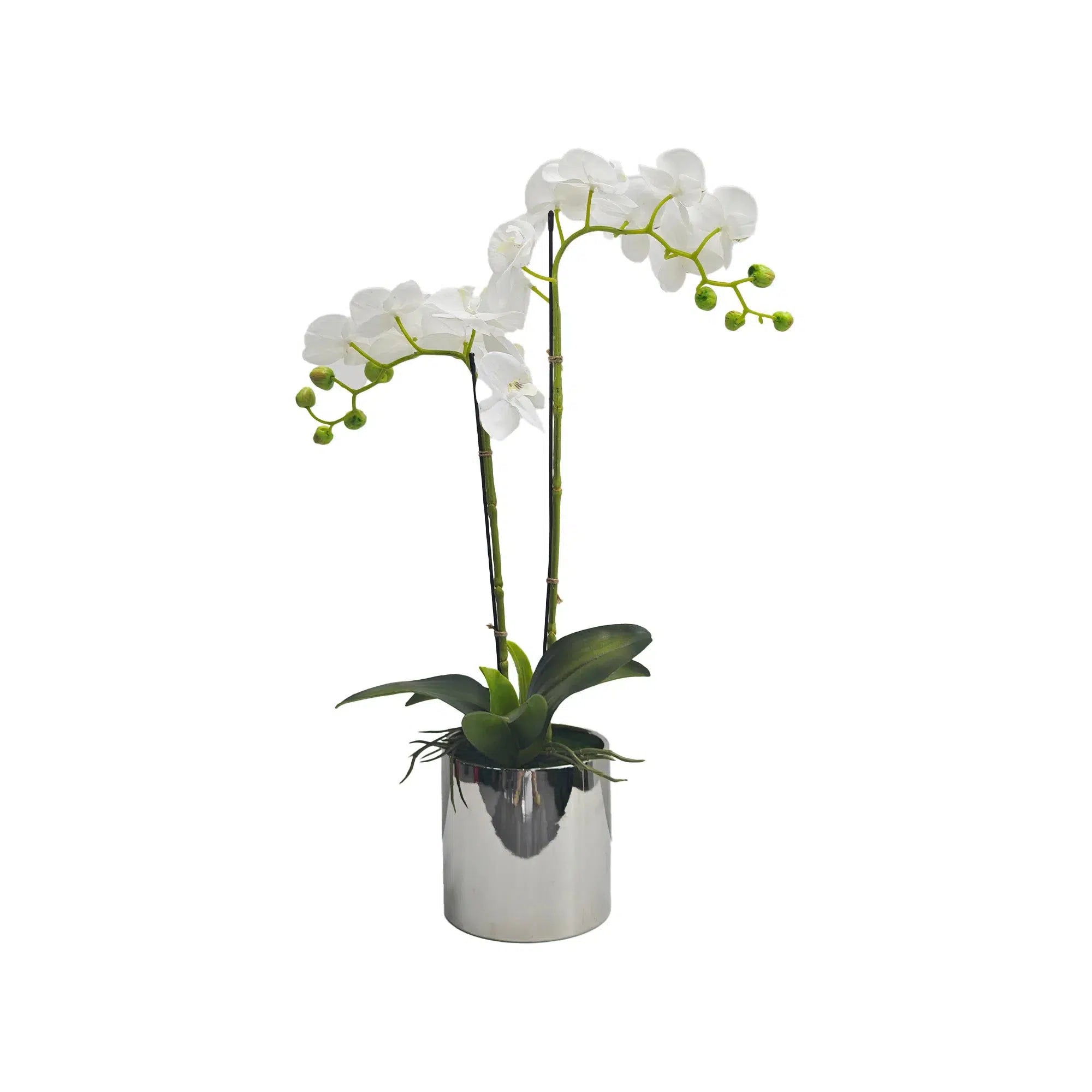 White orchid in Silver Ceramic Pot - 2 Stems