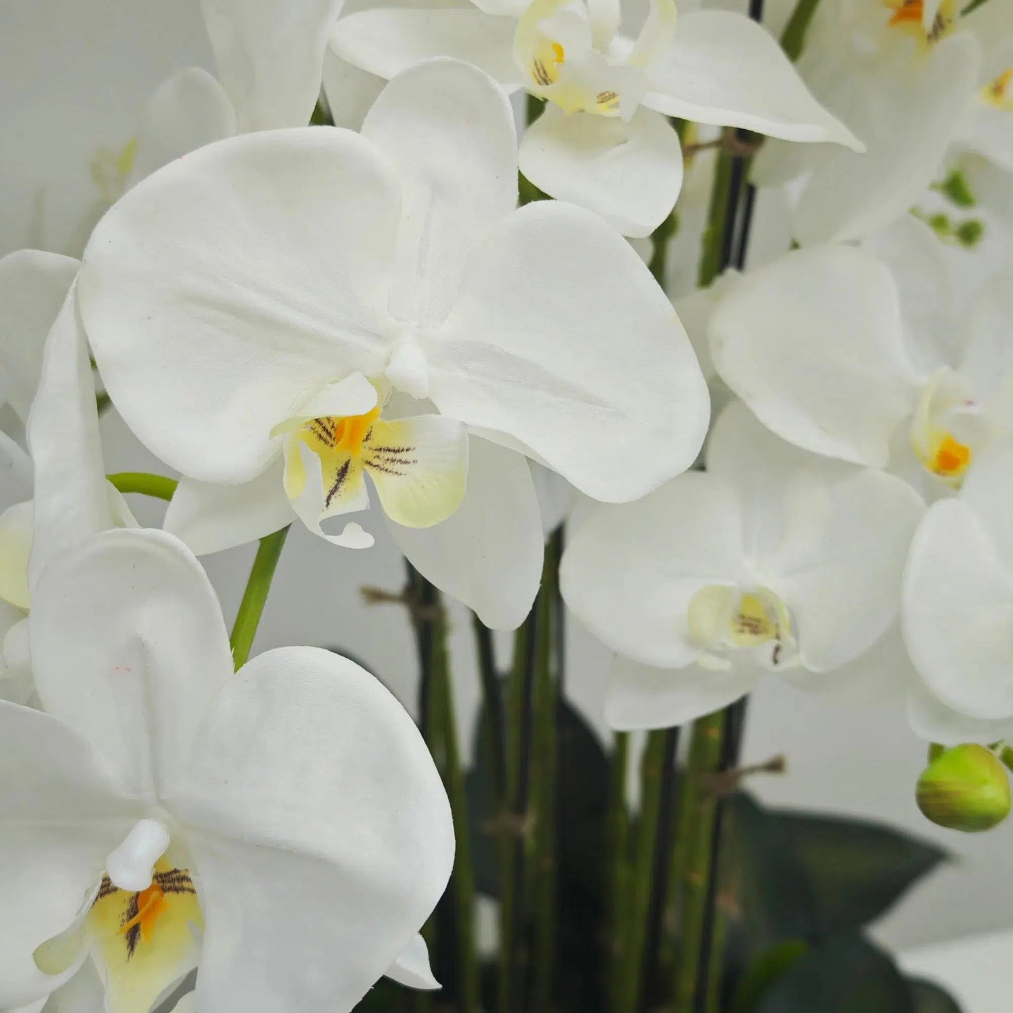 White orchid in White Ceramic Pot - 12 Stems