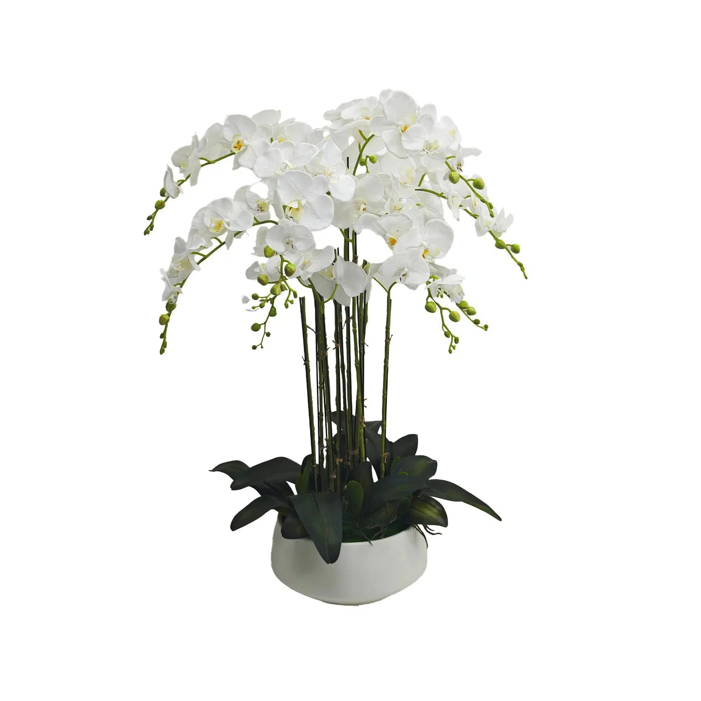 White orchid in White Ceramic Pot - 12 Stems