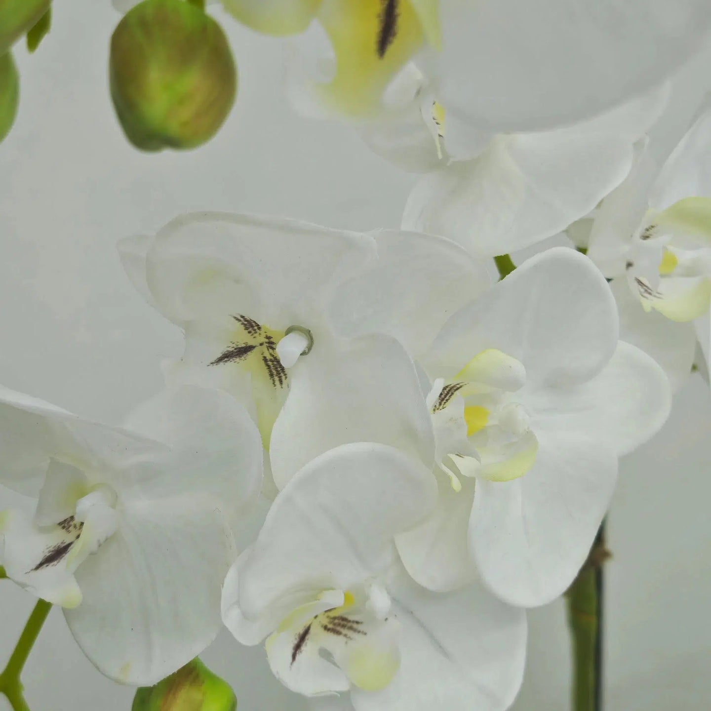 White orchid in White Ceramic Pot - 3 Stems