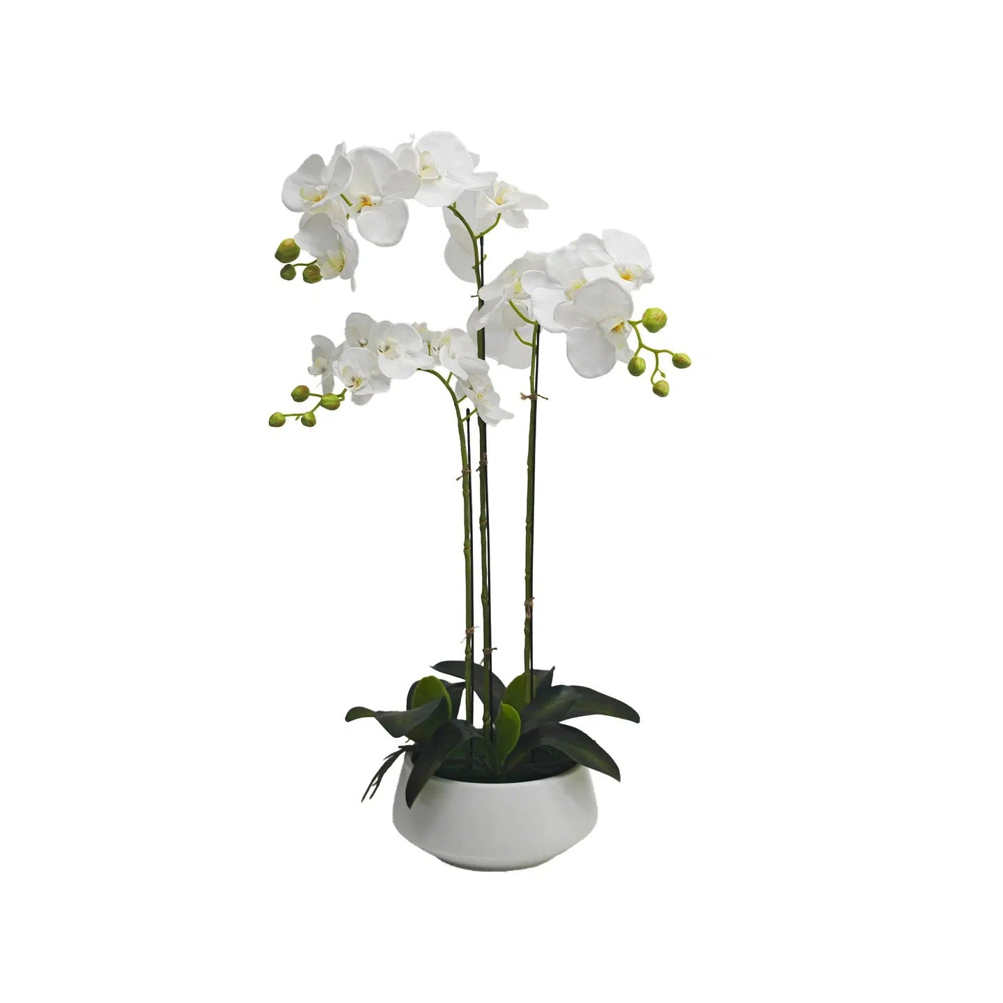 White orchid in White Ceramic Pot - 3 Stems